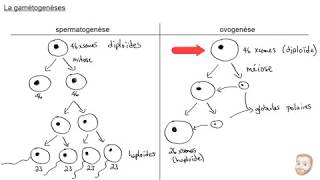 La gamétogenèse [upl. by Lleznov]