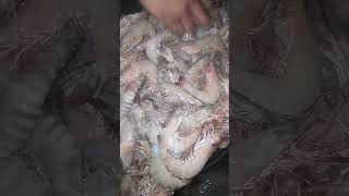 shrimps fishery fish seafood food [upl. by Leak123]