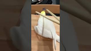 My baby cockatiel funny time and singing new baby cocktail singingsong funnyvideo [upl. by Tilda]