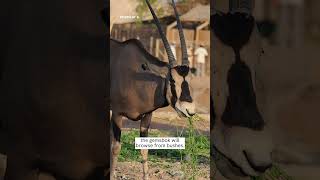 Gemsbok  Species Fact Card [upl. by Darrej]