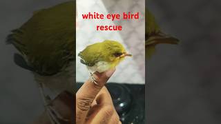 The Heartwarming Story of the WhiteEye Bird Rescue shorts [upl. by Llewkcor]