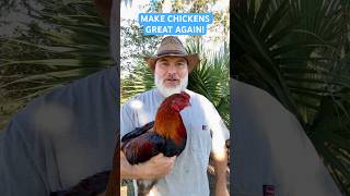 MAKE CHICKENS GREAT AGAIN FreeRange Survival Chickens are the Future of Poultry chicken [upl. by Trenna]