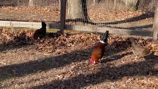 Single Comb Brown Leghorns [upl. by Adoc]