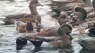 American Wigeons Feeding in Slow Motion [upl. by Sumaes]