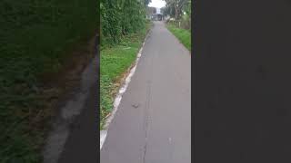 gowes ndesa ndesa 3 [upl. by Melicent]