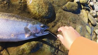 Salmon Fishing in BC 🎣Wild Freed 🐟 Vedder River Fishing [upl. by Amabelle908]