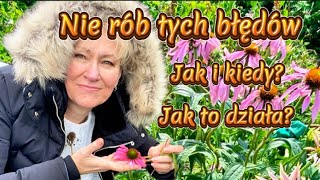 Błędne Używanie i Nieznane Właściwości Jeżówki 🌸 [upl. by Ssirk]