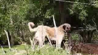 Livestock Guardian Dogs [upl. by Colon]