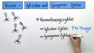 Lytischer und Lysogener Zyklus bei Viren  Biologie  Genetik [upl. by Esilahs207]