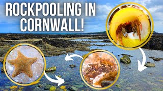 I Found Amazing Sea Creatures While Exploring Rock Pools in Cornwall [upl. by Mab]