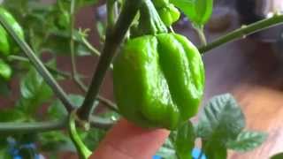 Hydroponic Carolina Reaper  Kratky Hydroponic Method 08 [upl. by Genni]