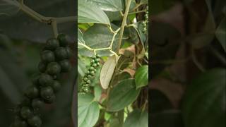 Nalla milagu plant benefits Tamil milagu plants garden beautiful flowers botanically [upl. by Aicyle]