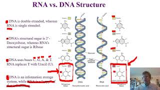 Biochemistry Lecture 10 [upl. by Nayr483]