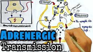 Adrenergic transmission Pharmacology  synthesis and release of norepinephrine [upl. by Wharton]