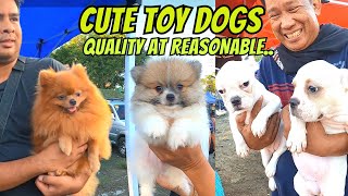 KAKAGIGIL MGA IMPORT LINE TEACUP SIZE FLUFFY POMERANIANS [upl. by Alyse]