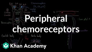 Peripheral chemoreceptors  Respiratory system physiology  NCLEXRN  Khan Academy [upl. by Sitoel]