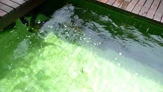 TLkmDNs FULL POND UPDATE  FEEDING FISH 152011 [upl. by Aned848]