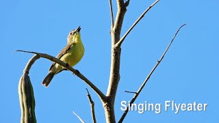 A Singing Goldenbellied Flyeater in 4K [upl. by Asiluy45]