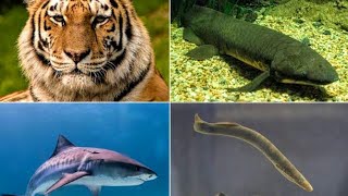 Difference between chordates and vertebrates [upl. by Atirahs]