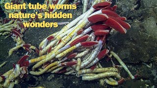 Giant Tube Worms Natures Hidden Wonders [upl. by Chickie]