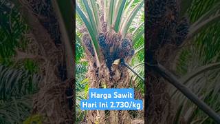 Harga Sawit Hari Ini palmoil panen sawit hargasawit hargasawithariini [upl. by Thierry]