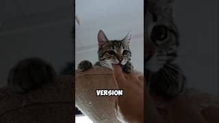 Why cats give unexpected bites 🤔😼 catvideos cat catlover [upl. by Nitsoj]