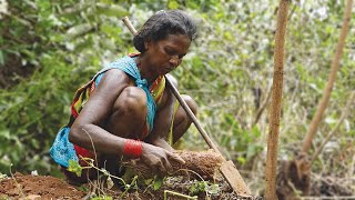 Collection of Roots amp Tubers by Tribal Communities of Odisha [upl. by Crescantia]