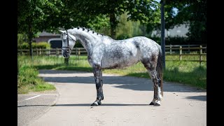 Heauraya Hermantico x Takashi van Berkenbroeck  Mare 2018 [upl. by Nylazor]