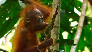 Baby Orangutan Needs a Hand  4K UHD  Seven Worlds One Planet  BBC Earth [upl. by Tessa921]