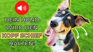 Geräusche damit dein Hund den Kopf neigt 🐶 [upl. by Encratia977]