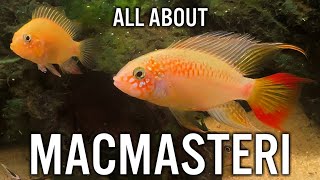 Apistogramma Macmasteri Care Guide [upl. by Egidio534]