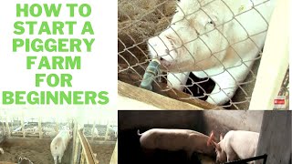 PIGGERY FARMING PART 2 Breeding feeding and best practices for piggery farming [upl. by Elton]