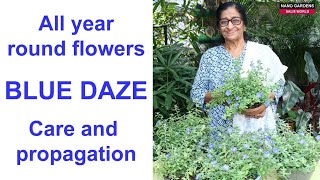 All year round flowers Blue dazeCare and propagation [upl. by Nomael481]