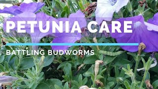 Petunia Care Battling Budworms [upl. by Asecnarf944]