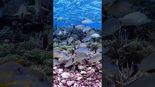 Palmyra atoll underwater reef life [upl. by Dora]