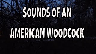 Sounds of an American Woodcock  Night time Birding  Birding in the Dark  Massachusetts Woodcocks [upl. by Eirrotal]