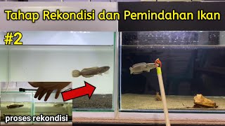 Part 2  Tahap Rekondisi Dan Pemindahan Ikan Ke Tank Utama [upl. by Airdnahc]