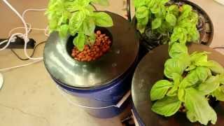 Indoor Hydroponic Basil DWC Walkthrough [upl. by Eatton47]