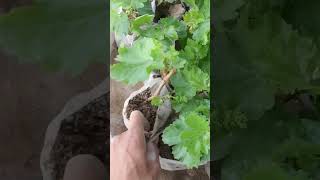 grape seedling 🌱🍇 grapevine amazing ایران [upl. by Pitarys]