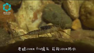 Laowa 24mm f14 Probe Lens Footage Depth of Field Credit to Jie Ge [upl. by Cathy]