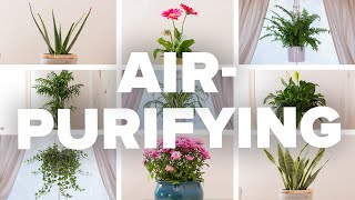 AirPurifying Houseplants and How To Not Kill Them [upl. by Lyons]