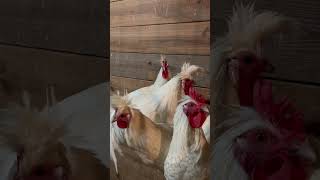 How many animals do you hear in the backround👀🐔🐔 farm animals rooster chicken fy fyp [upl. by Amandie]