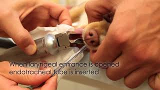 Endotracheal Intubation Emergency Medicine In Small Animal Practice [upl. by Woody]