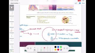 pancreas anatomy and physiology endocrinology 4  First Aid USMLE Step 1 in UrduHindi [upl. by Melton827]