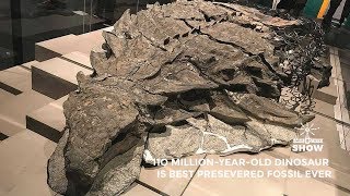 The Best Preserved Dinosaur Fossil Ever Found [upl. by Jankey]