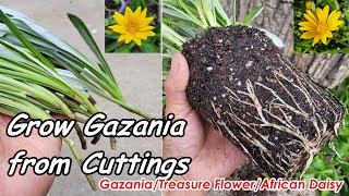 How to Easily Grow Gazania African Daisy from Cuttings  Propagation of Treasure Flower 扦插繁殖勋章菊花 [upl. by Olivann]