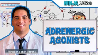 Autonomic Pharmacology  Adrenergic Agonists [upl. by Eneluqcaj158]