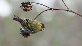 חורפים אוכלים זרעי חמנייה  Eurasian siskins eating Sunflower seeds [upl. by Greggory]