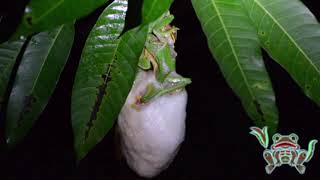 malabar gliding frog rhacophorus malabaricus Mating and nest building [upl. by Rollin]