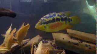 Female Salvini Cichlid [upl. by Hterag]